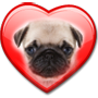 PUG