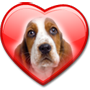 BASSAT HOUND