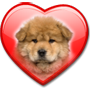 CHOW CHOW