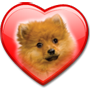 spitz