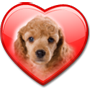 POODLE