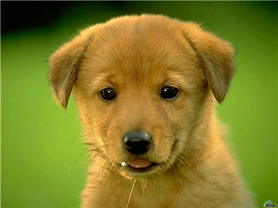 puppy