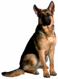 Duitse Hond