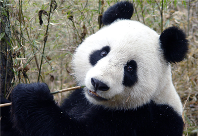 Pandabeer