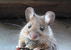 Muis