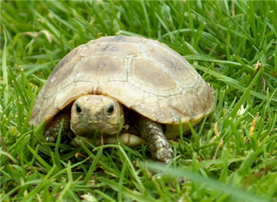Schildpad