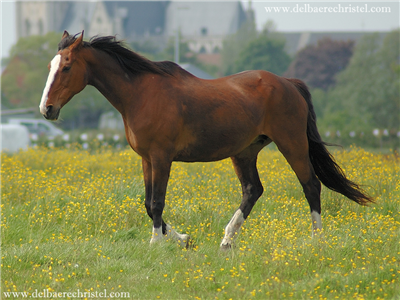 Paard