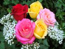 ♥ ROSES FOR YOU ♥
