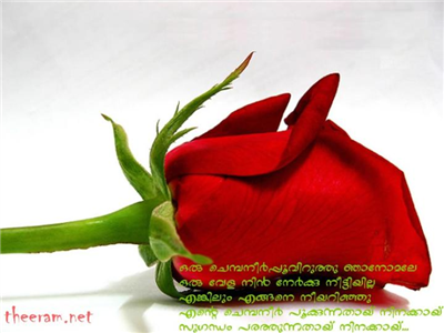 a red flower for you