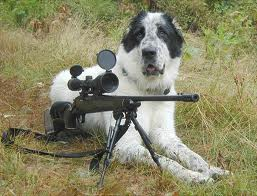 KILLING DOG