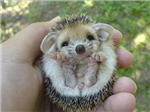 Teneri Cuccioli Da Regalare...!!!