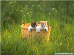 Enviar Un Lindo Gato