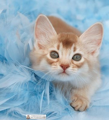 Lindo gato