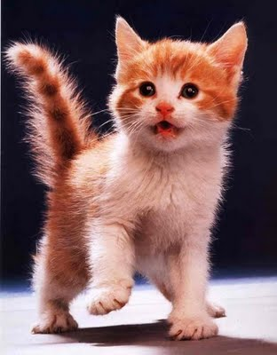 Lindo gato