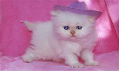 Lindo gato
