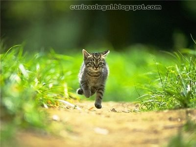 Lindo gato