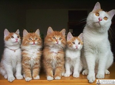 Lindo gato