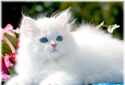 Lindo gato