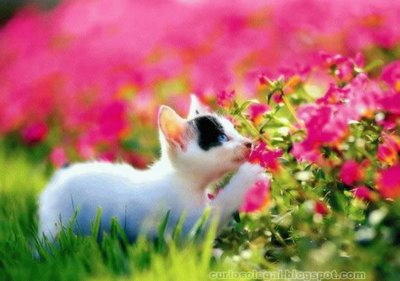 Lindo gato