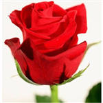 St Valentin