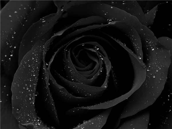 black Rose