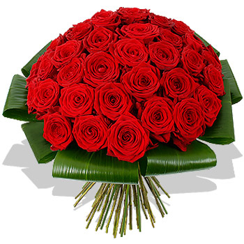 red roses