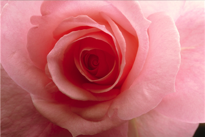 Pink Rose