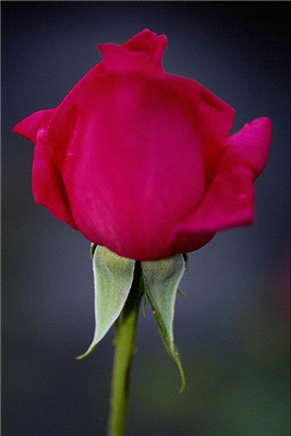 Red Rose 