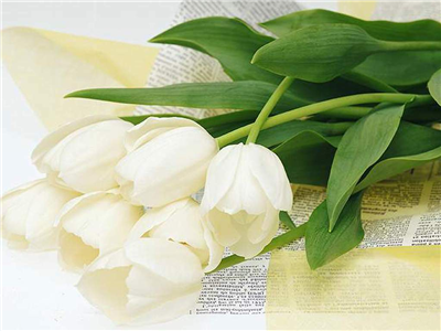 White Rose