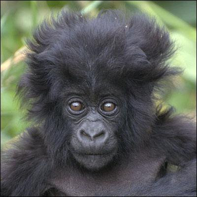 Een Gorilla