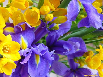 Fiori & Colori