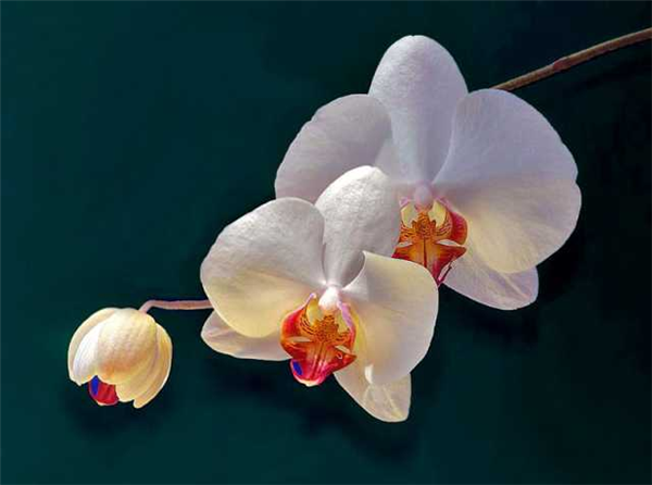 Un Orchidea Selvaggia