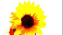 sun flower