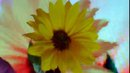 sun flower
