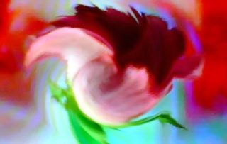 rose