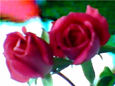 rose,s