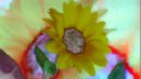 sun flower