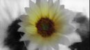 sun flower