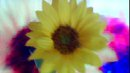 sun flower