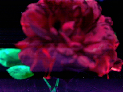 neon rose