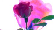 rose