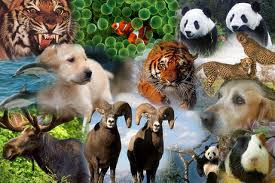 Que Animal Eres ?