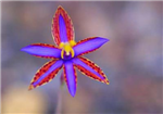 Wild Flowers Of Australia's Golden Outback 