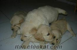 Köpekler