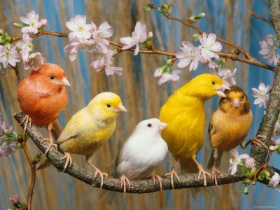 birds