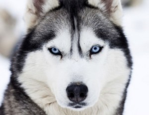 Sen Hangi Köpeksin??????