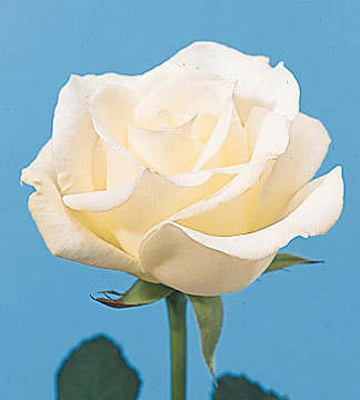 white rose