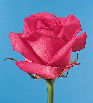 Hot pink rose
