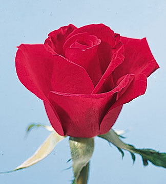 red rose