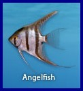 Exotic Fish